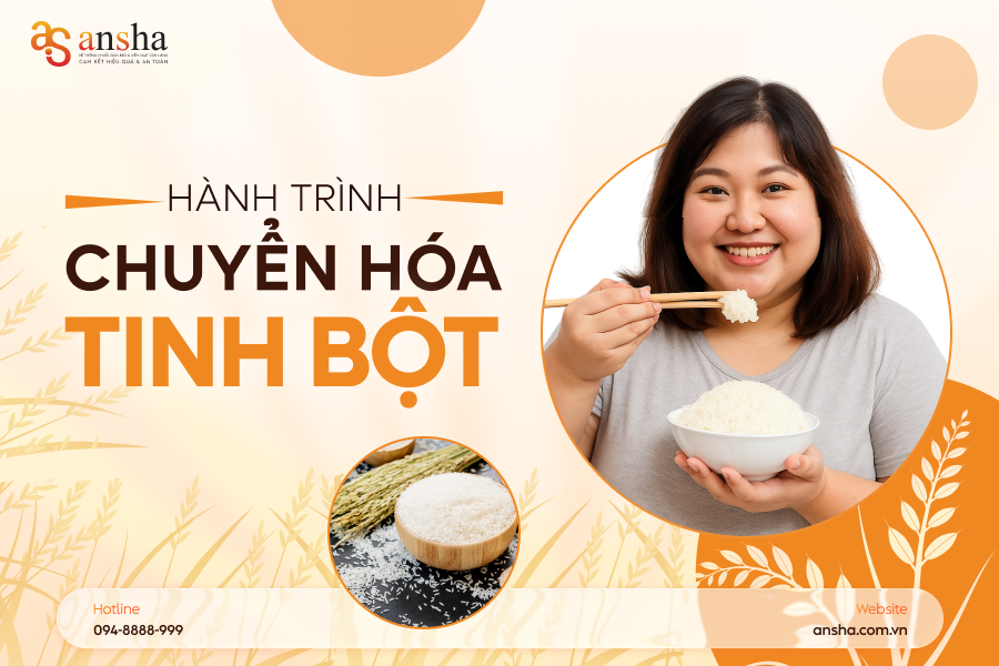 Hành trình chuyển hóa tinh bột