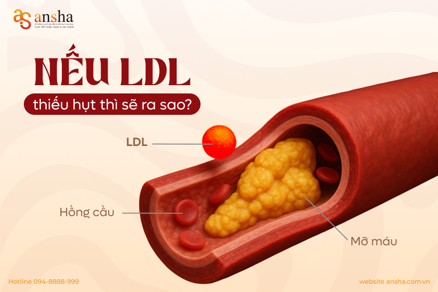 Nếu cơ thể thiếu hụt Cholesterol xấu thì sẽ ra sao?